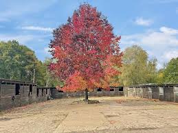 Image result for Cliff Hatch Stables