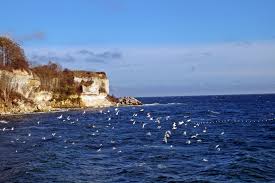 Image result for stevns klint