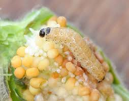 Attēlu rezultāti vaicājumam “Perizoma affinitata”