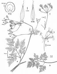 Attēlu rezultāti vaicājumam “Anthriscus sylvestris leaf”