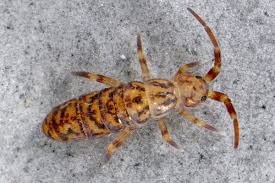 Attēlu rezultāti vaicājumam “Orchesella sp.”