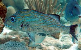 Image result for Haemulon carbonarium