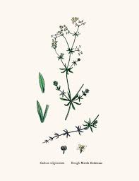 Attēlu rezultāti vaicājumam “Galium uliginosum”