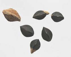 Attēlu rezultāti vaicājumam “Fallopia convolvulus fruit”