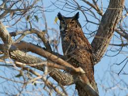 Attēlu rezultāti vaicājumam “Bubo bubo adult”