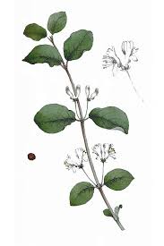 Attēlu rezultāti vaicājumam “Lonicera xylosteum leaf”