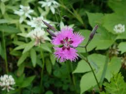 Image result for Dianthus superbus