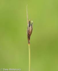 Attēlu rezultāti vaicājumam “Schoenus ferrugineus flower”
