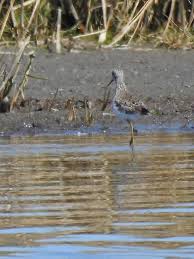 Attēlu rezultāti vaicājumam “Tringa stagnatilis adult”