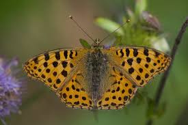 Attēlu rezultāti vaicājumam “Issoria lathonia upperside”