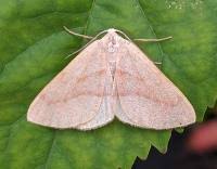 Attēlu rezultāti vaicājumam “Hylaea fasciaria”