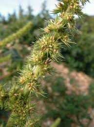 Attēlu rezultāti vaicājumam “Amaranthus retroflexus flower”