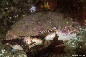 Image result for Cancer borealis