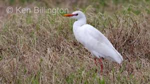 Attēlu rezultāti vaicājumam “Bubulcus ibis”