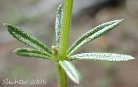 Attēlu rezultāti vaicājumam “Galium aparine leaf”