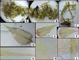 Attēlu rezultāti vaicājumam “Gymnostomum aeruginosum”