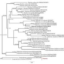 Attēlu rezultāti vaicājumam “Diderma ochraceum young”