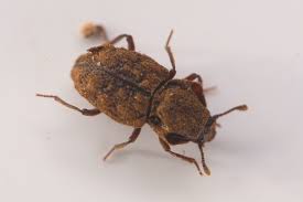 Attēlu rezultāti vaicājumam “Zopheridae”