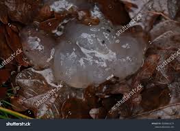 Attēlu rezultāti vaicājumam “Myxarium nucleatum”