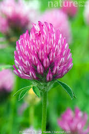Attēlu rezultāti vaicājumam “Trifolium pratense flower”