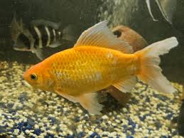 Image result for 金魚