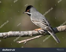 Image result for Sylvia rueppelli