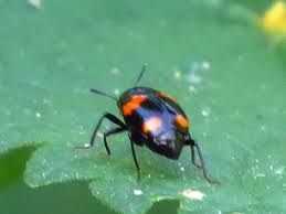 Attēlu rezultāti vaicājumam “Scaphidium quadrimaculatum”