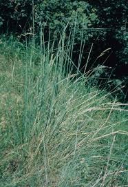 Attēlu rezultāti vaicājumam “Elymus caninus fruit”