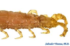 Attēlu rezultāti vaicājumam “Geophilidae”