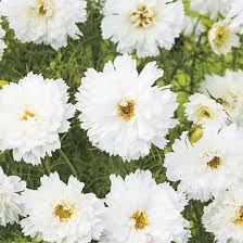 Image result for Cosmos bipinnatus `Double Click`