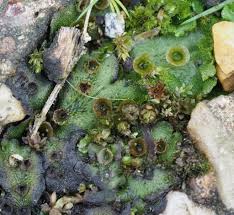 Image result for Marchantia polymorpha