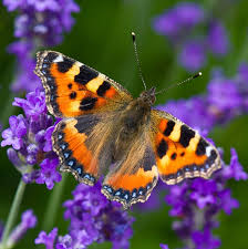 Image result for Small Tortoiseshell