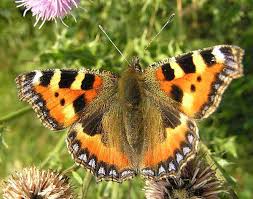 Image result for Small Tortoiseshell