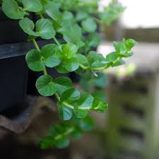 Attēlu rezultāti vaicājumam “Lysimachia nummularia leaf”