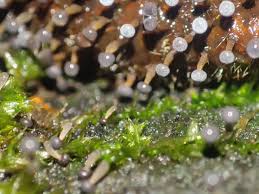 Attēlu rezultāti vaicājumam “Physarum luteolum young”