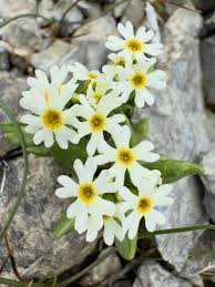 Attēlu rezultāti vaicājumam “Primulaceae”