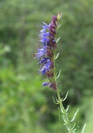 Image result for Hyssopus officinalis