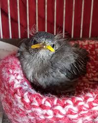 Attēlu rezultāti vaicājumam “Sturnus vulgaris nest”