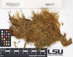 Attēlu rezultāti vaicājumam “Eurhynchiastrum pulchellum”