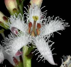 Attēlu rezultāti vaicājumam “Menyanthes trifoliata”