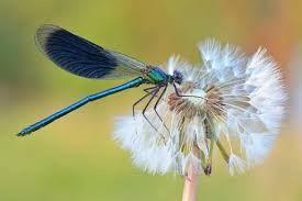 Attēlu rezultāti vaicājumam “Calopteryx splendens”