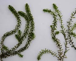 Attēlu rezultāti vaicājumam “Elodea canadensis leaf”