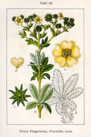 Image result for Potentilla recta