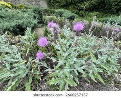 Attēlu rezultāti vaicājumam “Cirsium x rigens flower”