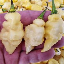 Afbeeldingsresultaat voor biker billy jalapeno hot pepper