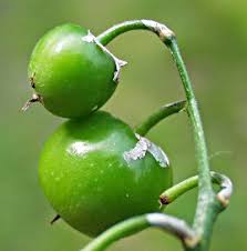 Attēlu rezultāti vaicājumam “Convallaria majalis fruit”