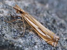 Attēlu rezultāti vaicājumam “Crambus heringiellus”