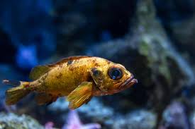 Image result for Salvelinus malma