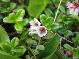Attēlu rezultāti vaicājumam “Vaccinium vitis-idaea flower”
