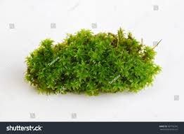 Attēlu rezultāti vaicājumam “Dichodontium pellucidum”